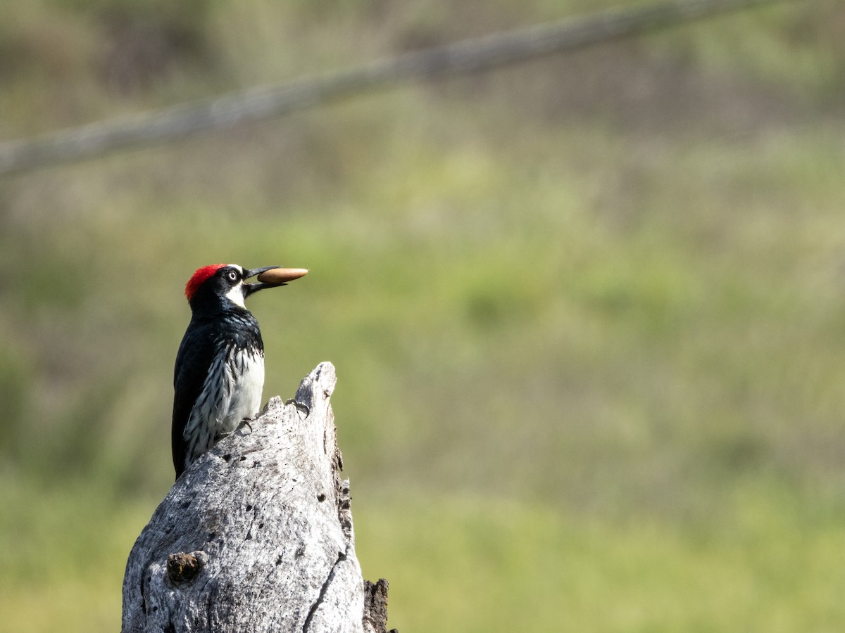 Acorn Woodpecker (Acorn) - ML634477699