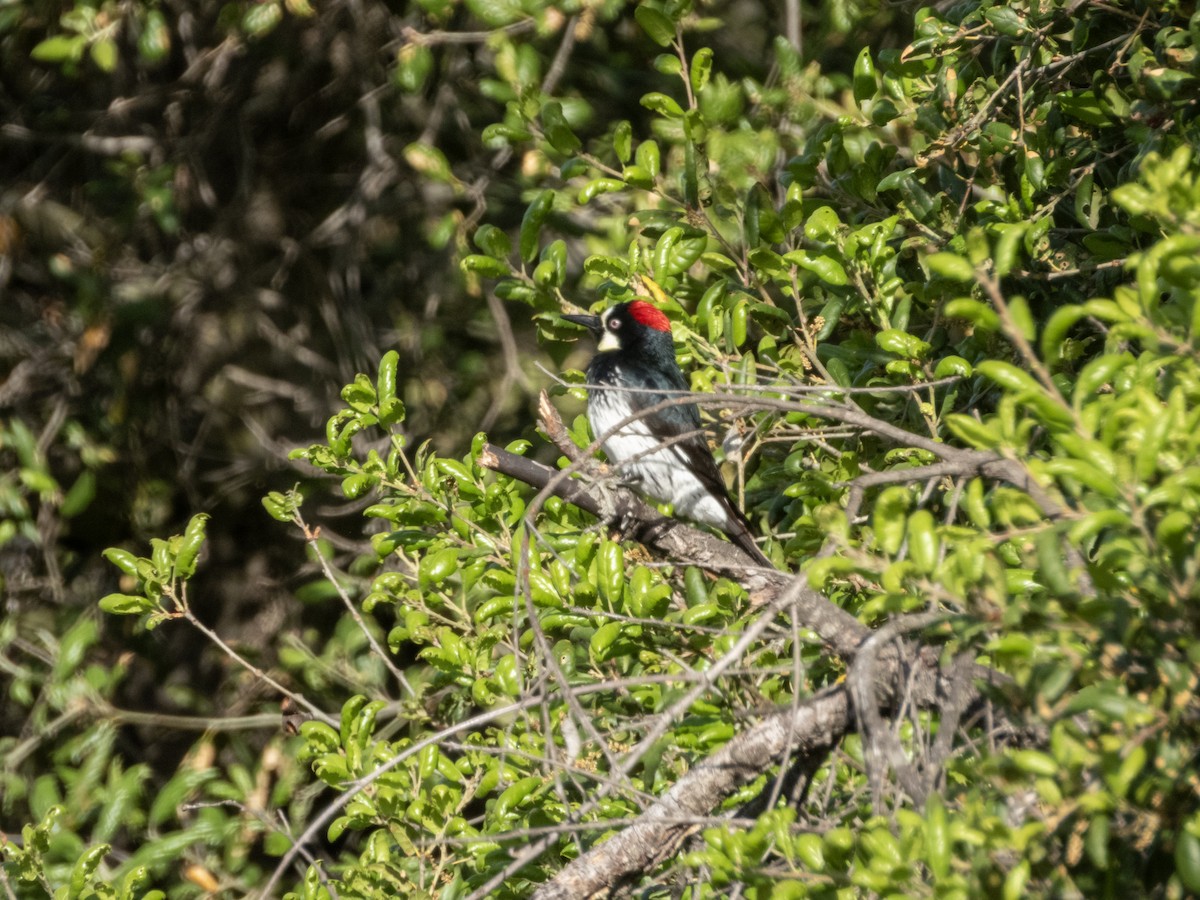 Acorn Woodpecker (Acorn) - ML634477700