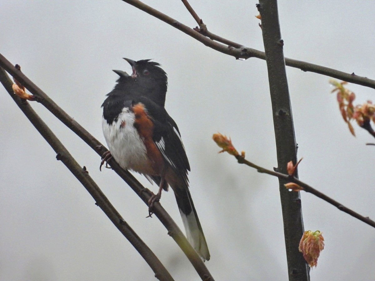 Eastern Towhee - ML634477701