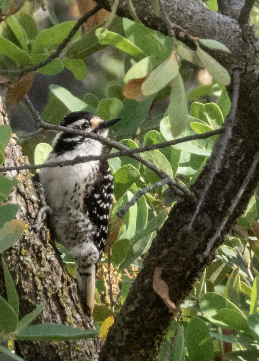 Nuttall's Woodpecker - ML634477711