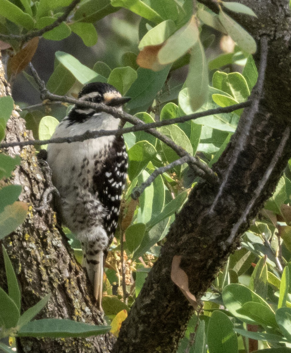 Nuttall's Woodpecker - ML634477712