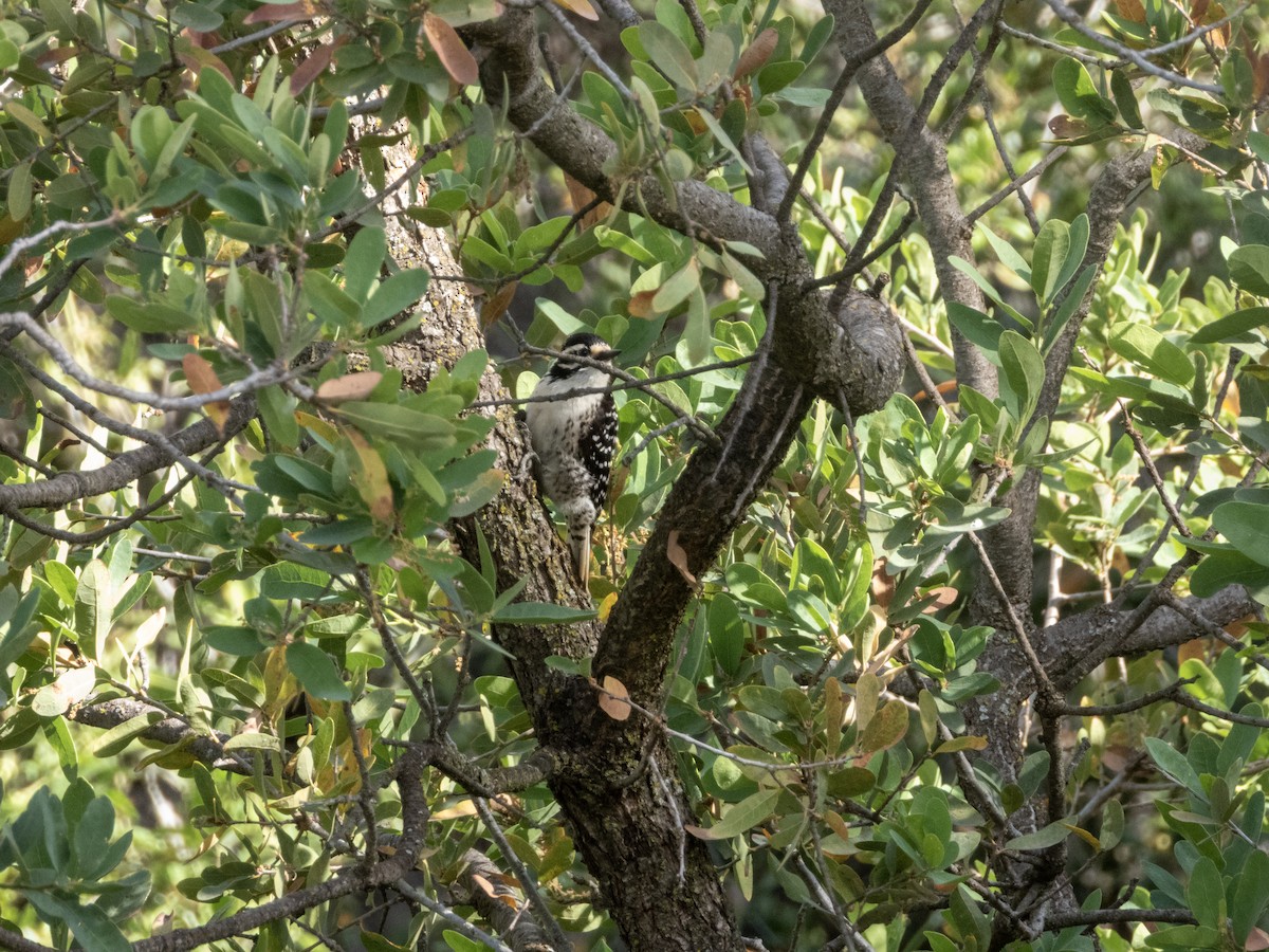 Nuttall's Woodpecker - ML634477713