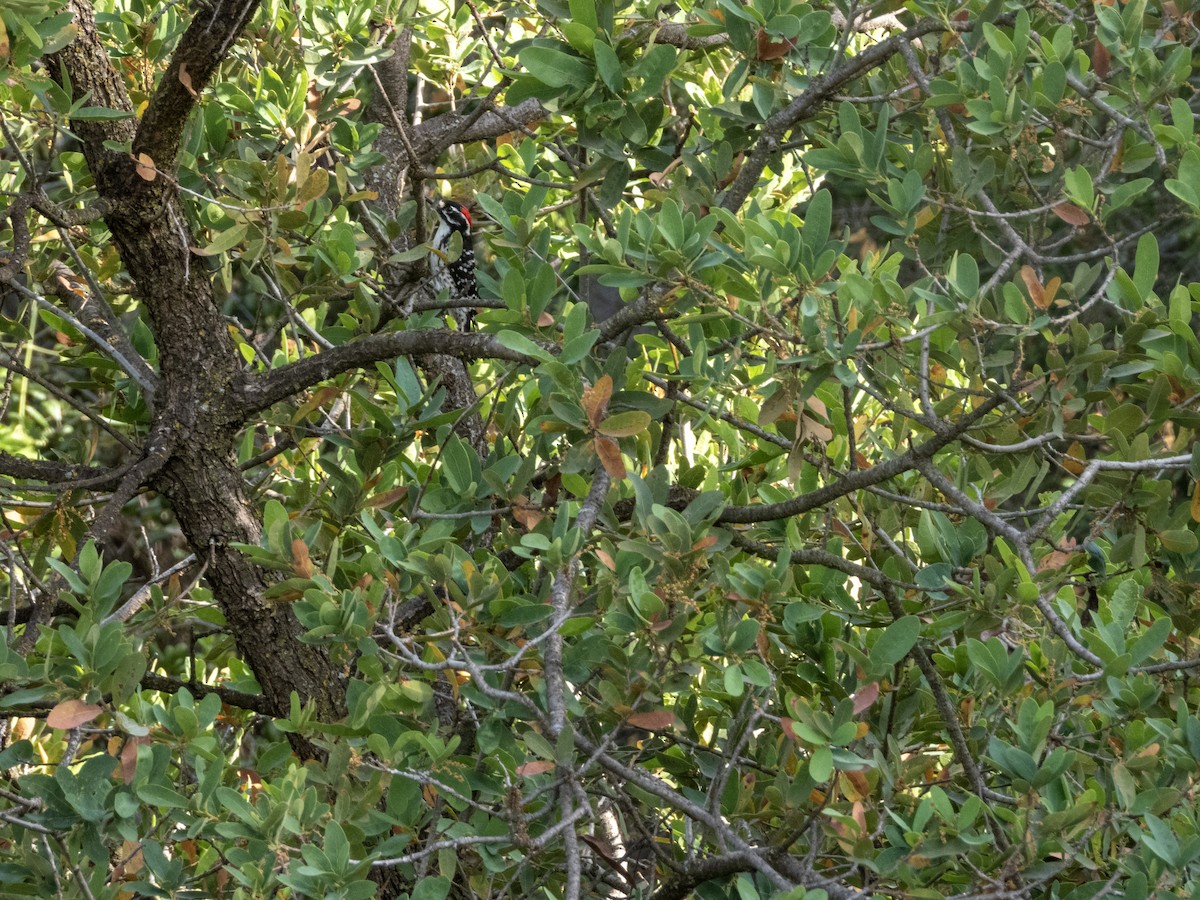 Nuttall's Woodpecker - ML634477714