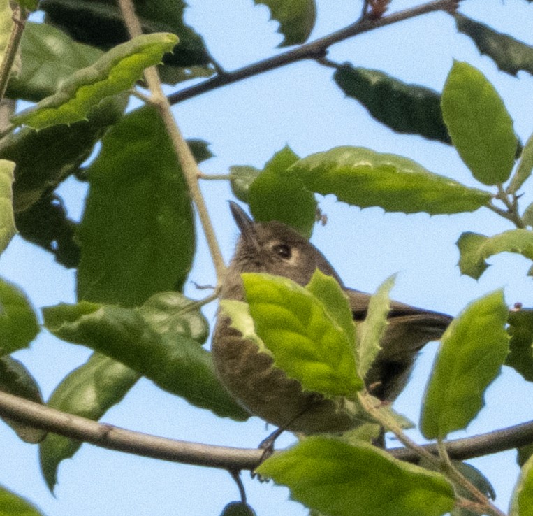 Hutton's Vireo - ML634477719