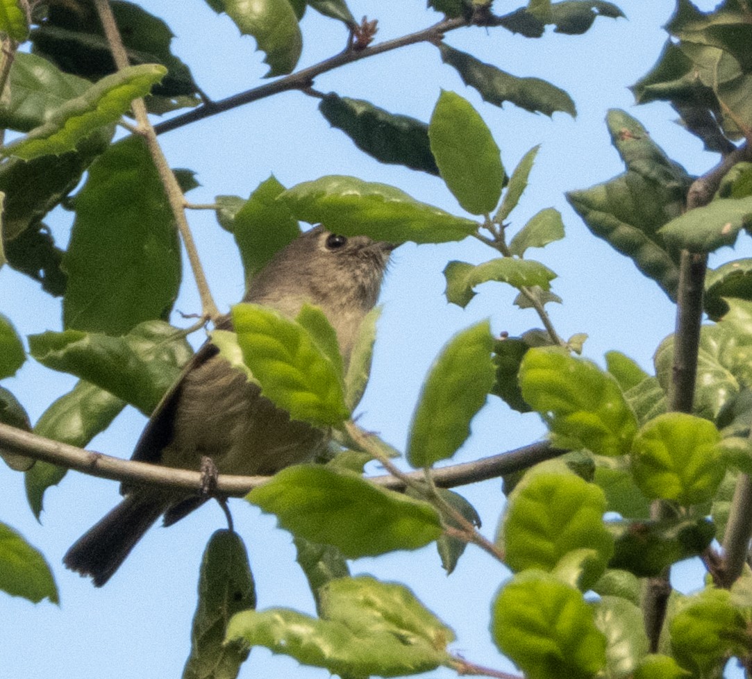 Hutton's Vireo - ML634477720