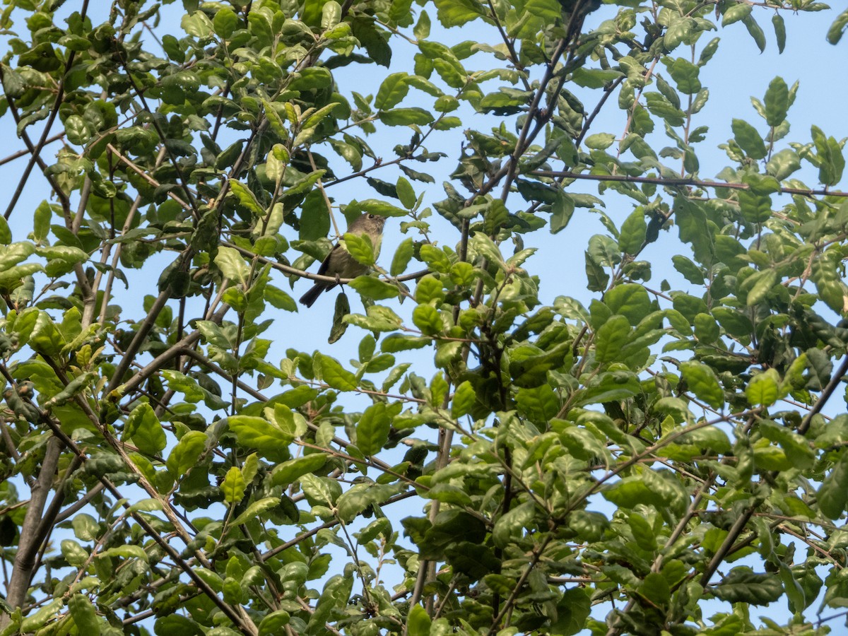 Hutton's Vireo - ML634477722