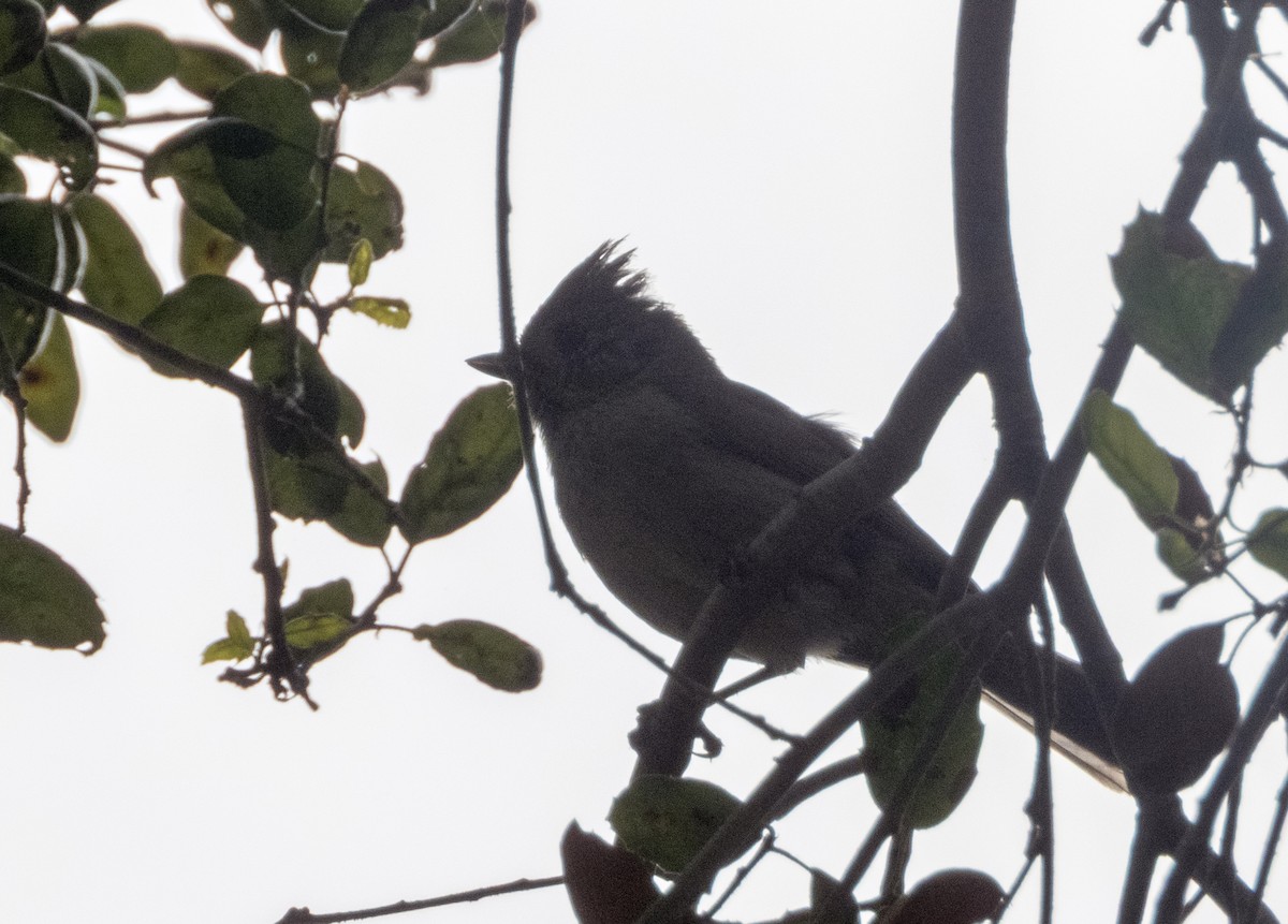 Oak Titmouse - ML634477729