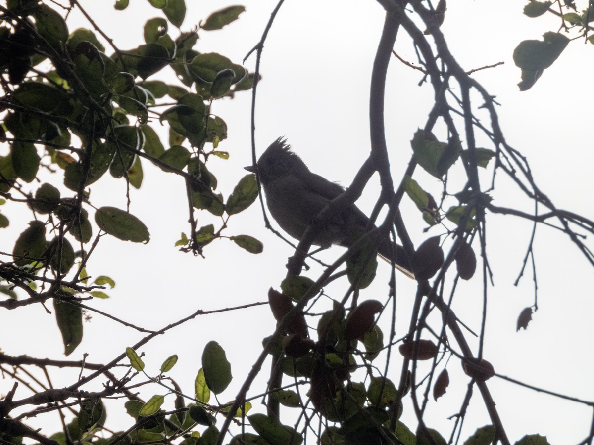 Oak Titmouse - ML634477730