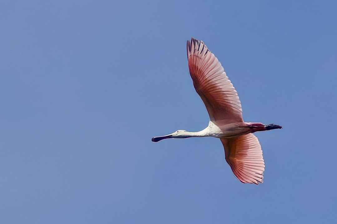 Roseate Spoonbill - ML634477786