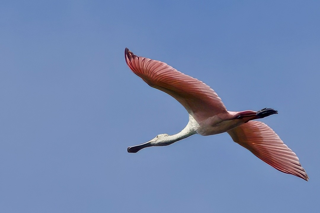 Roseate Spoonbill - ML634477787