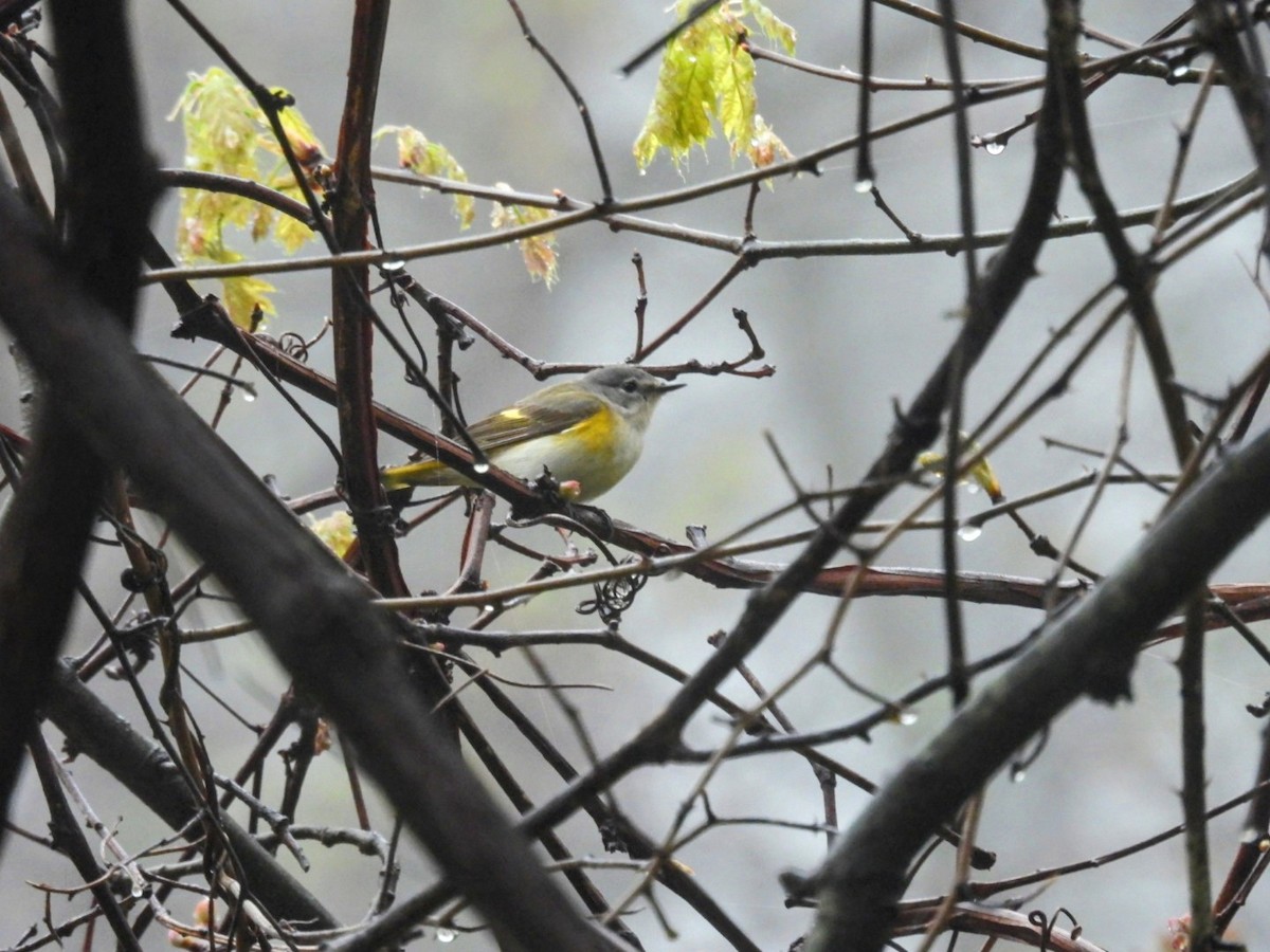 American Redstart - ML634477811