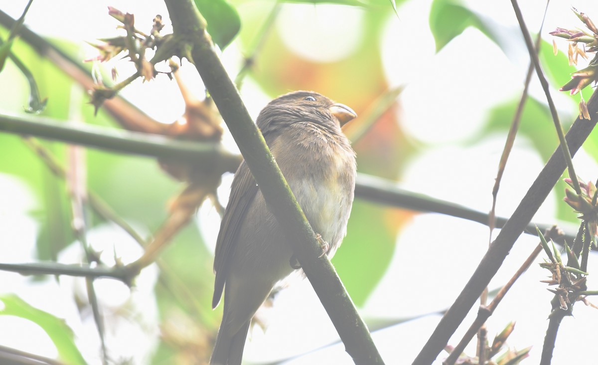 Temminck's Seedeater - ML634477814