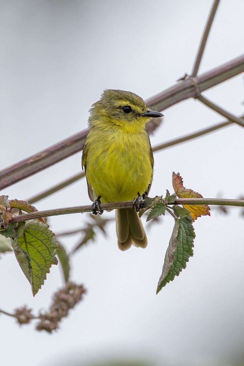 Yellow Tyrannulet - ML634477905