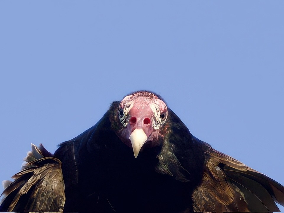 Black Vulture - ML634477909
