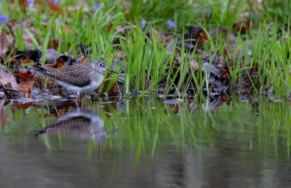 Solitary Sandpiper - ML634477937