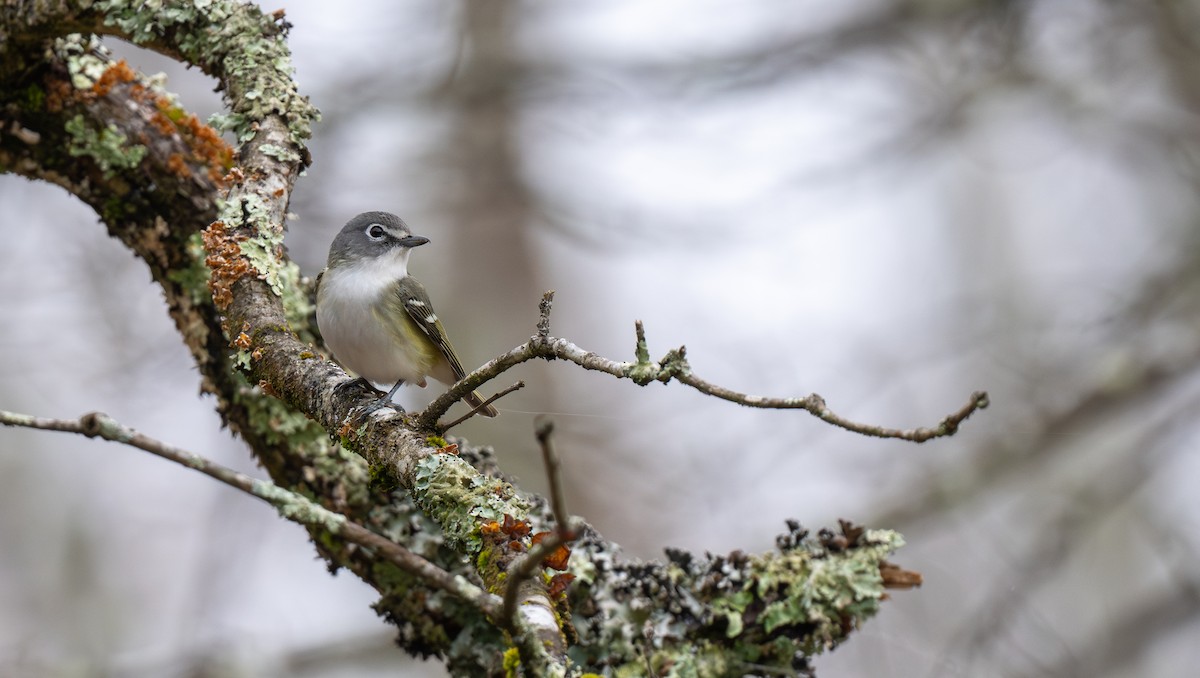 Blue-headed Vireo - ML634477945