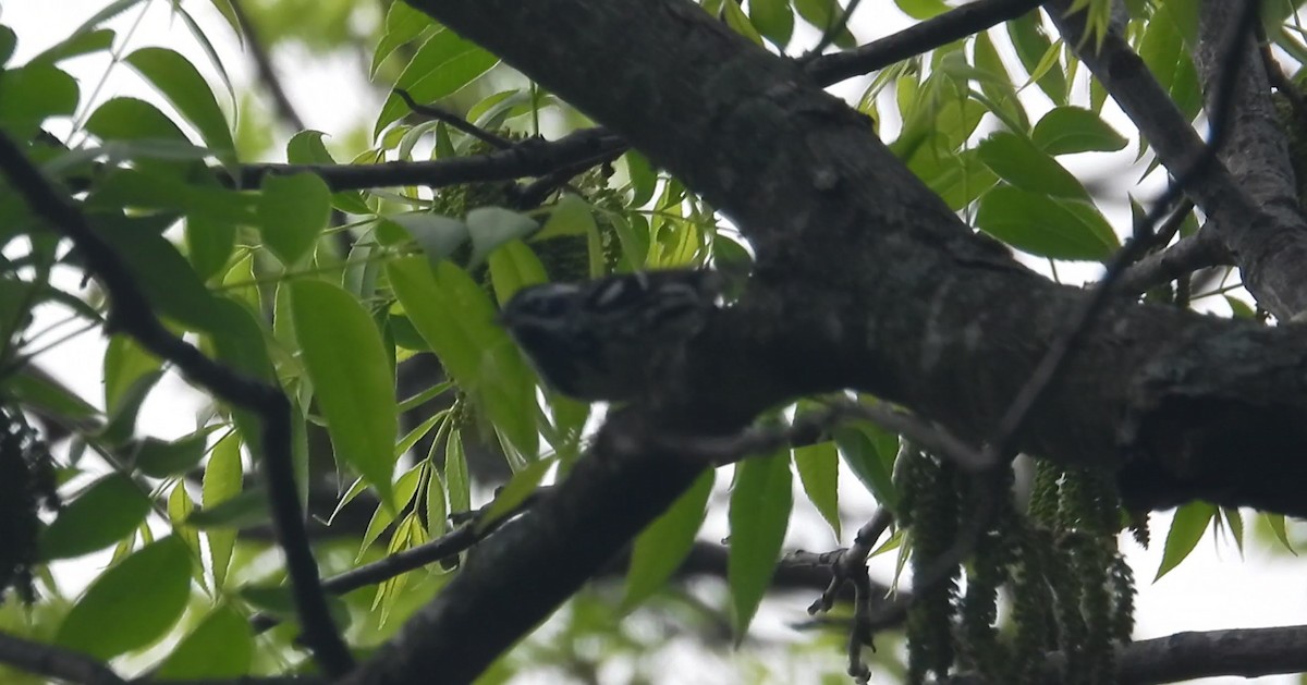 Black-and-white Warbler - ML634477976