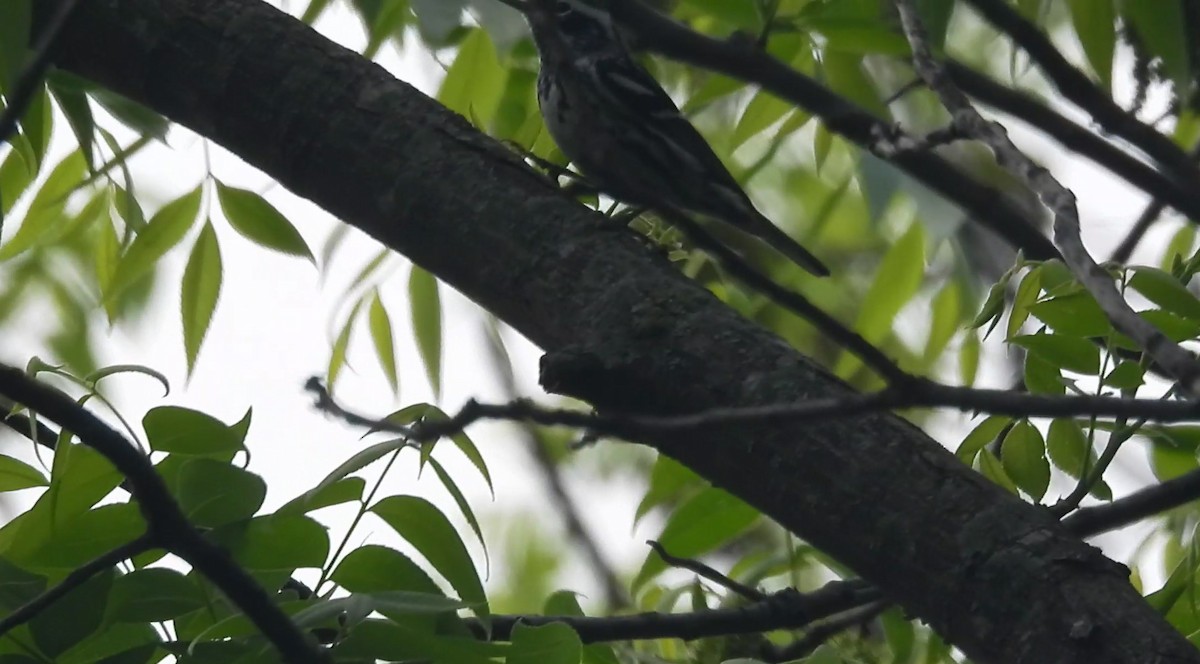Black-and-white Warbler - ML634477977