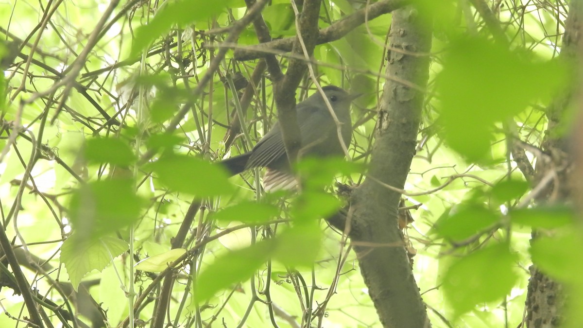 Gray Catbird - ML634477986