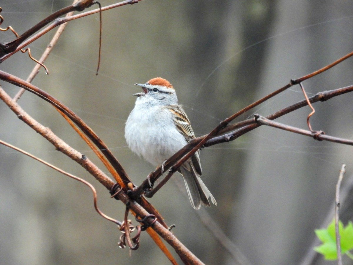Chipping Sparrow - ML634477989