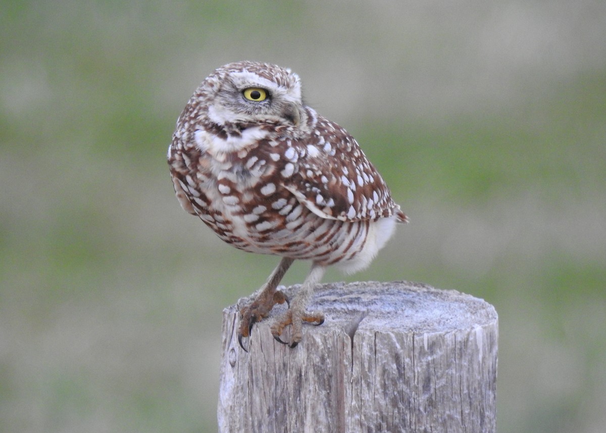 Burrowing Owl - ML634478032