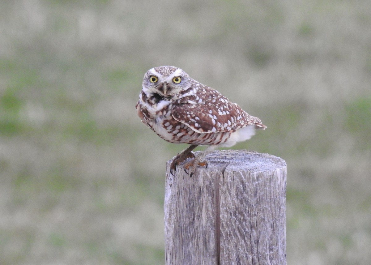 Burrowing Owl - ML634478033
