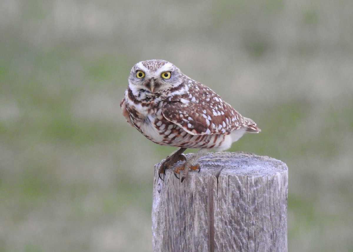 Burrowing Owl - ML634478034