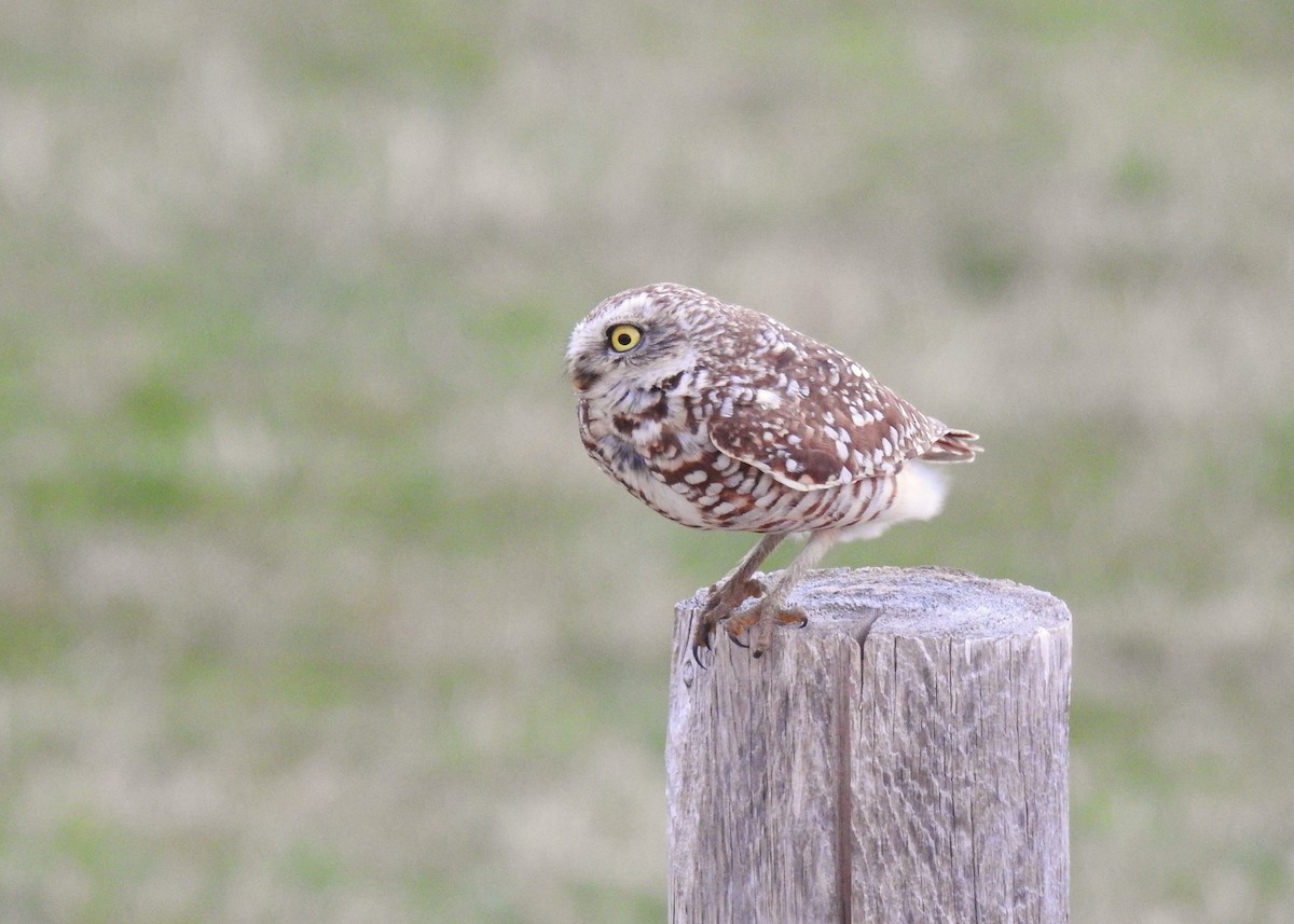 Burrowing Owl - ML634478035