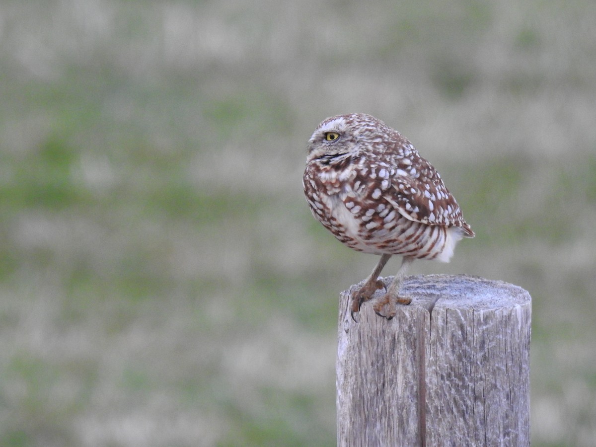 Burrowing Owl - ML634478036