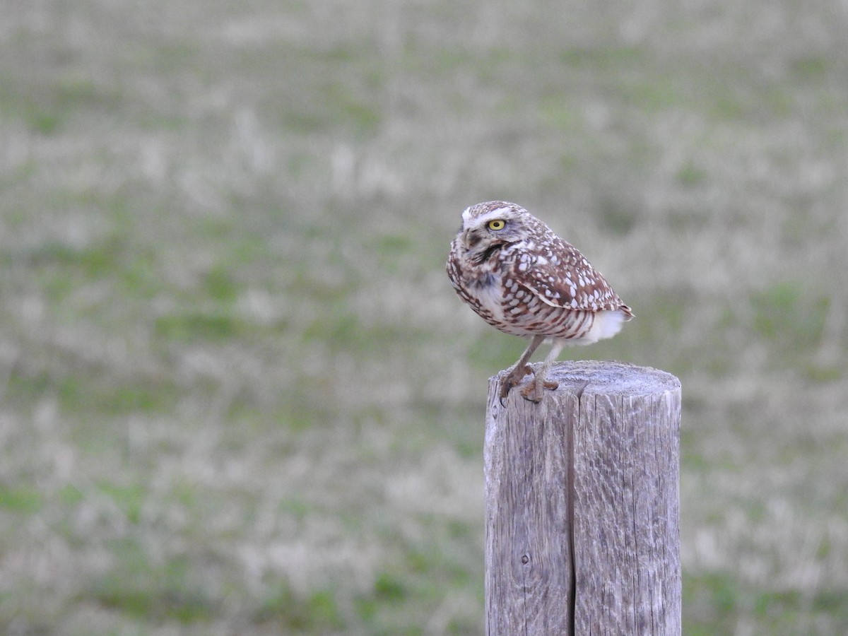 Burrowing Owl - ML634478037