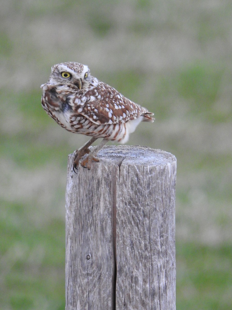 Burrowing Owl - ML634478038