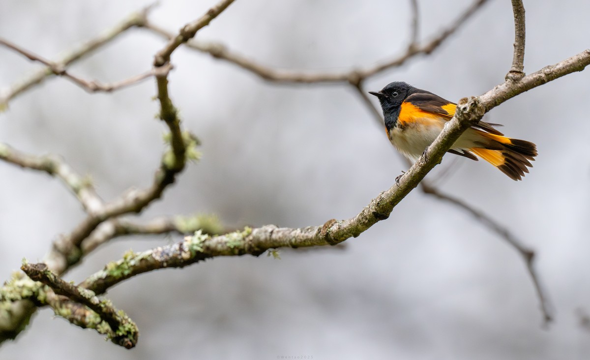 American Redstart - ML634478261