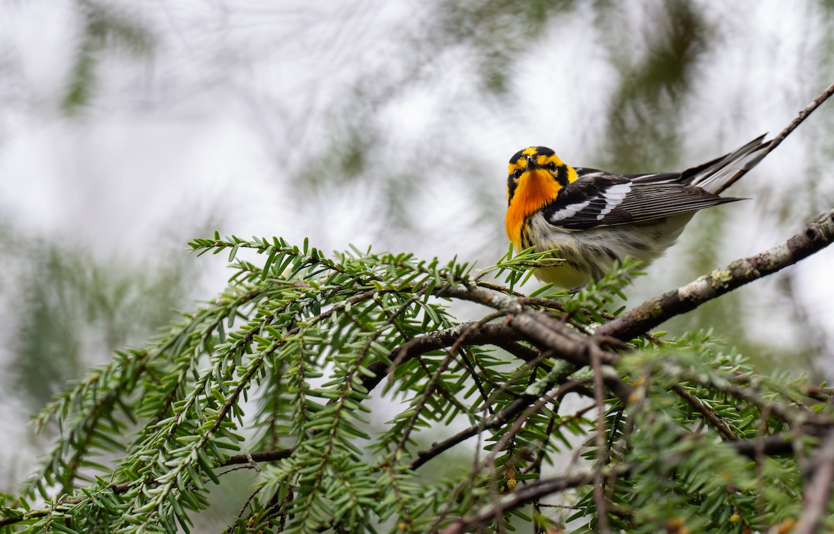 Blackburnian Warbler - ML634478270