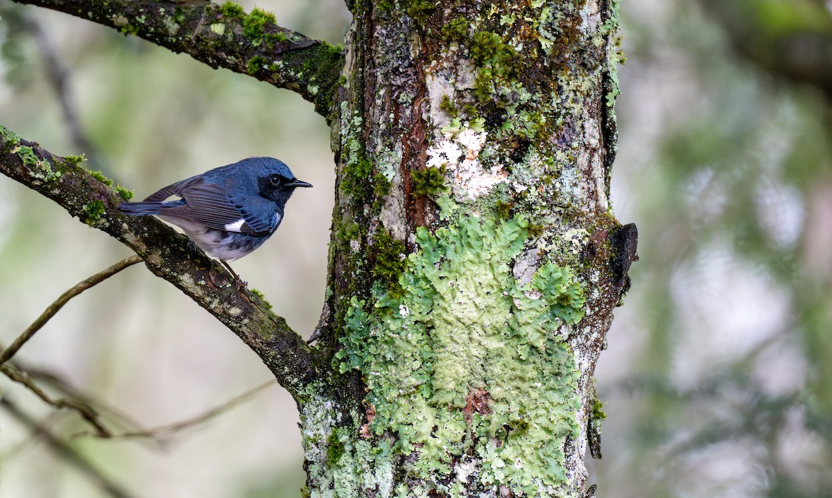 Black-throated Blue Warbler - ML634478282
