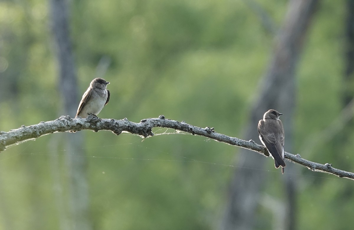 Northern Rough-winged Swallow - ML634478882