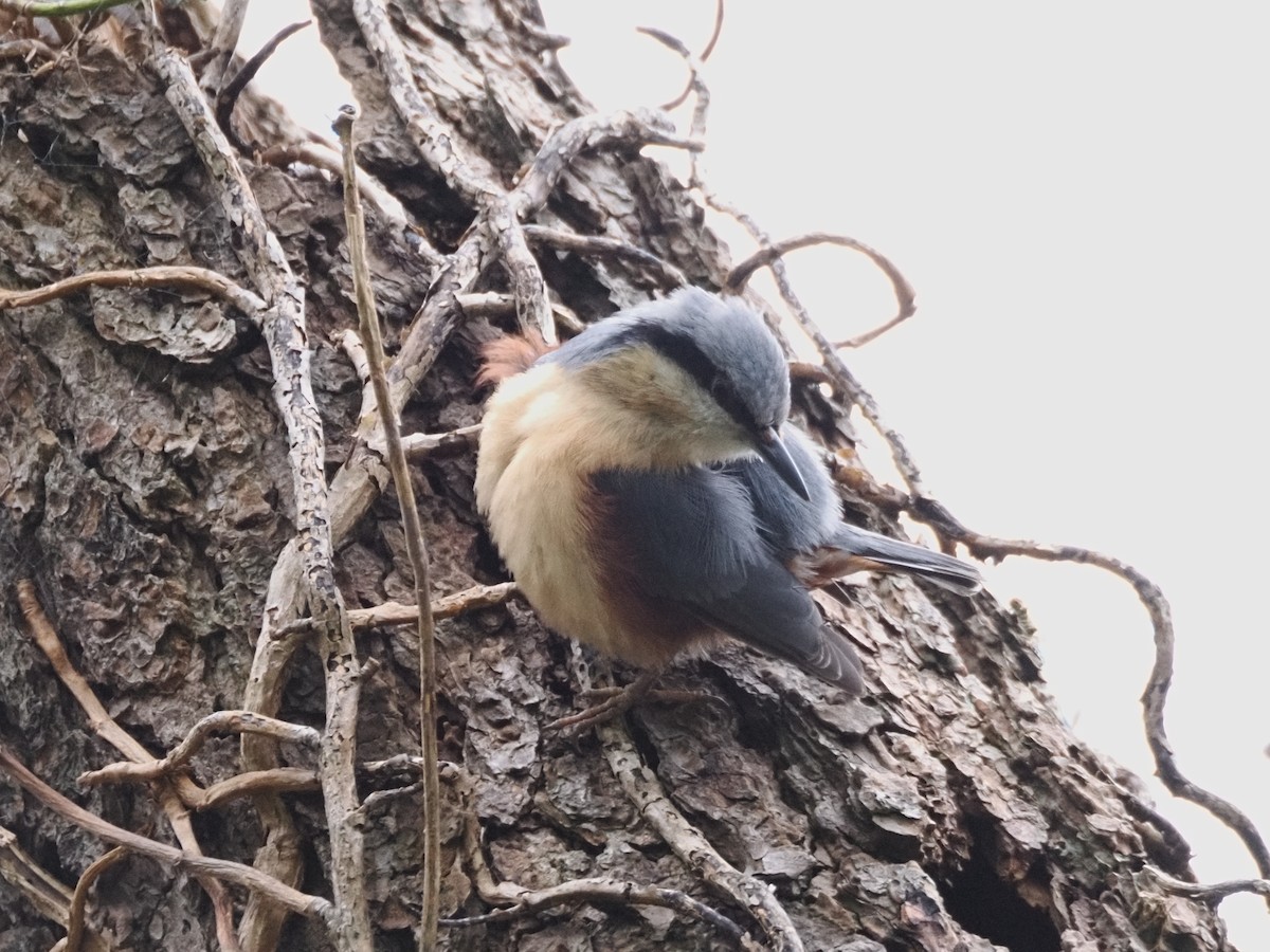 ゴジュウカラ - ML634478909