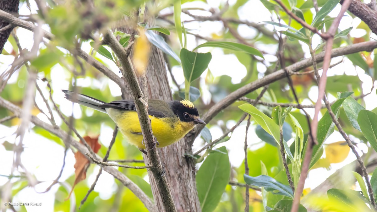 Yellow-crowned Redstart - ML634479262