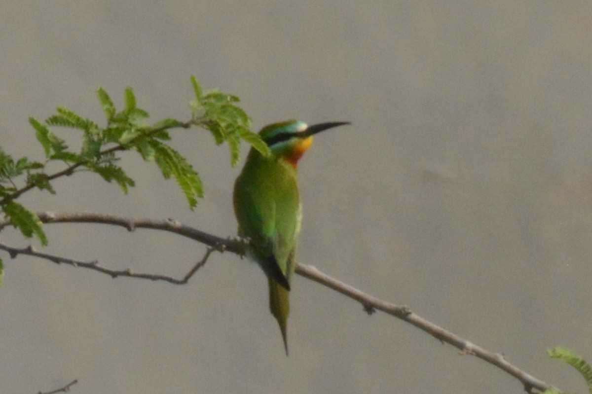 Blue-cheeked Bee-eater - ML634479302