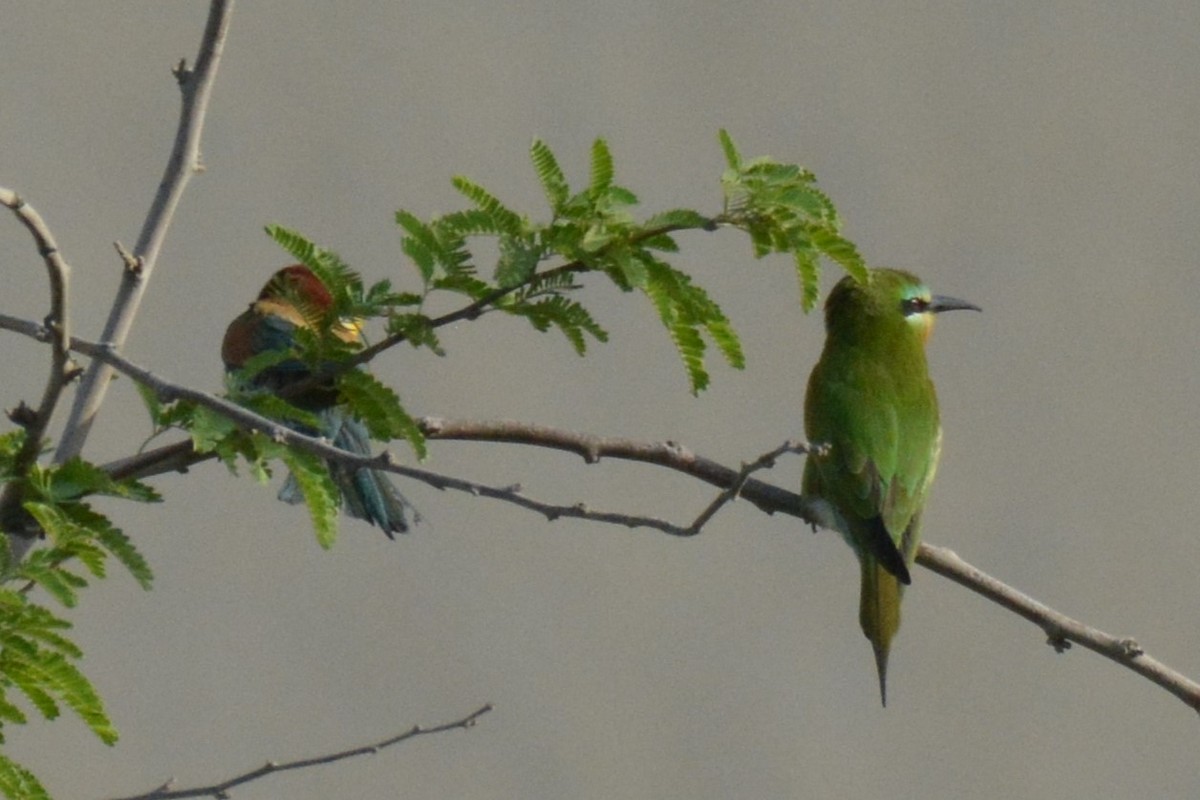 Blue-cheeked Bee-eater - ML634479303
