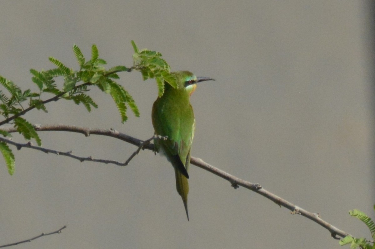 Blue-cheeked Bee-eater - ML634479304