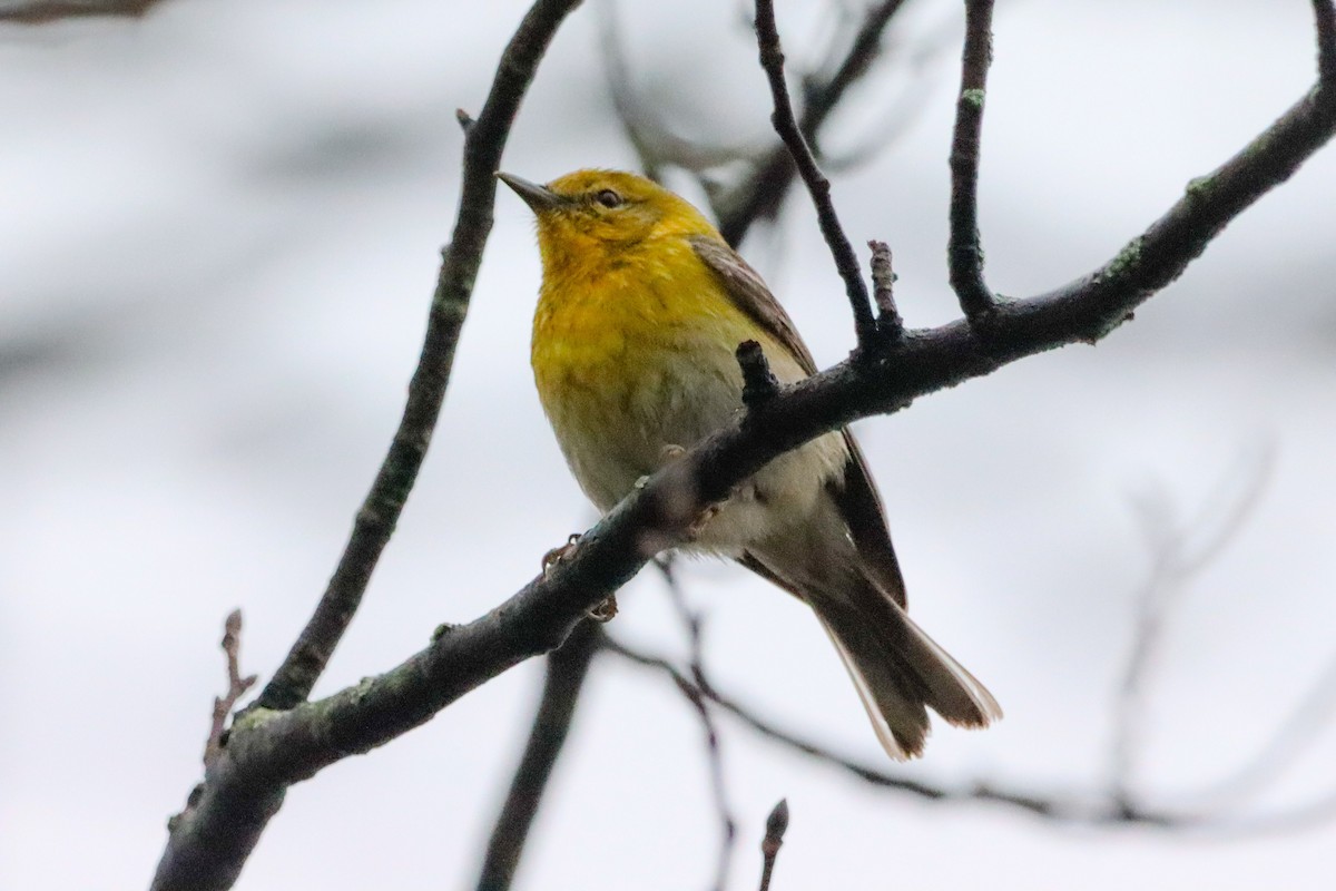 Pine Warbler - ML634479322