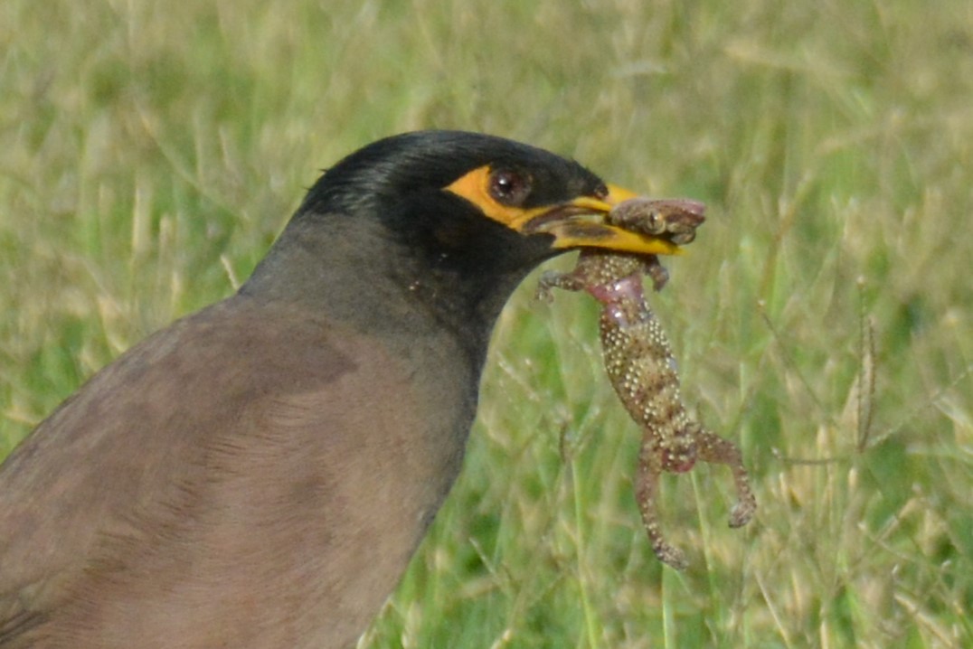 Common Myna - ML634479339