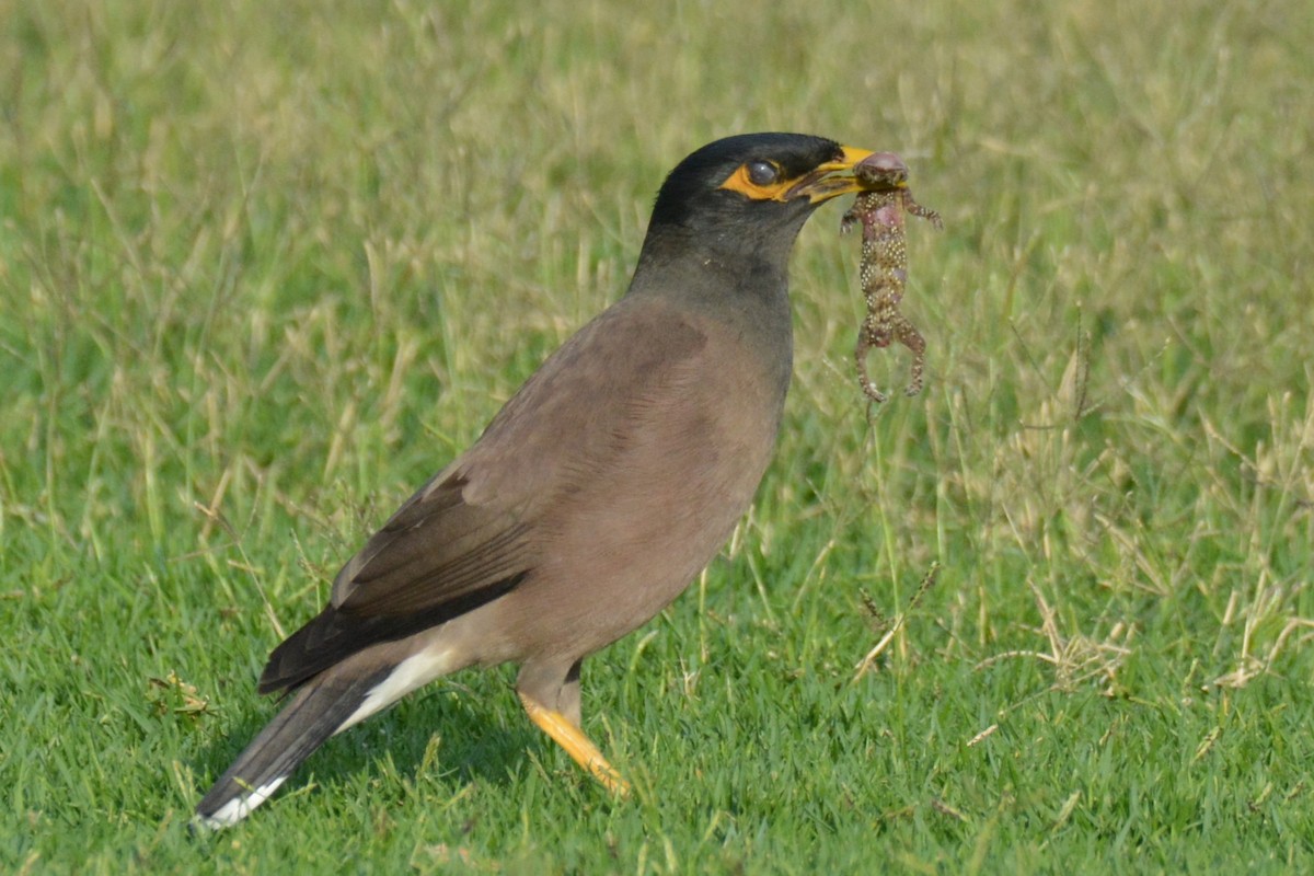 Common Myna - ML634479340