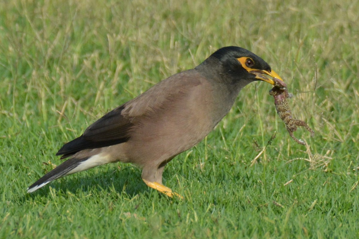 Common Myna - ML634479341