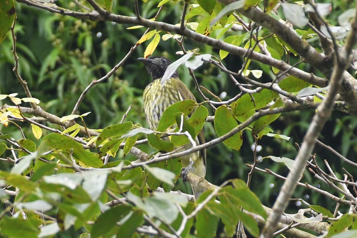 Bare-throated Bellbird - ML634479425