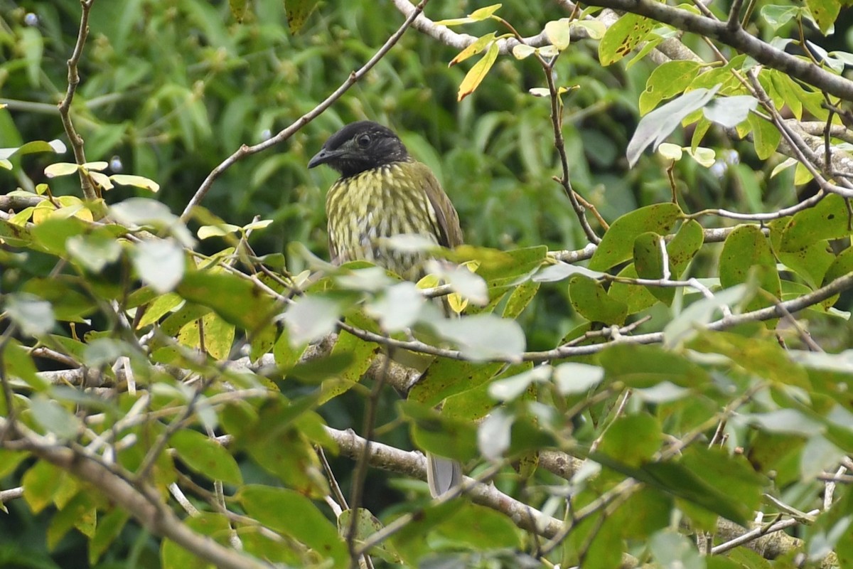 Bare-throated Bellbird - ML634479466