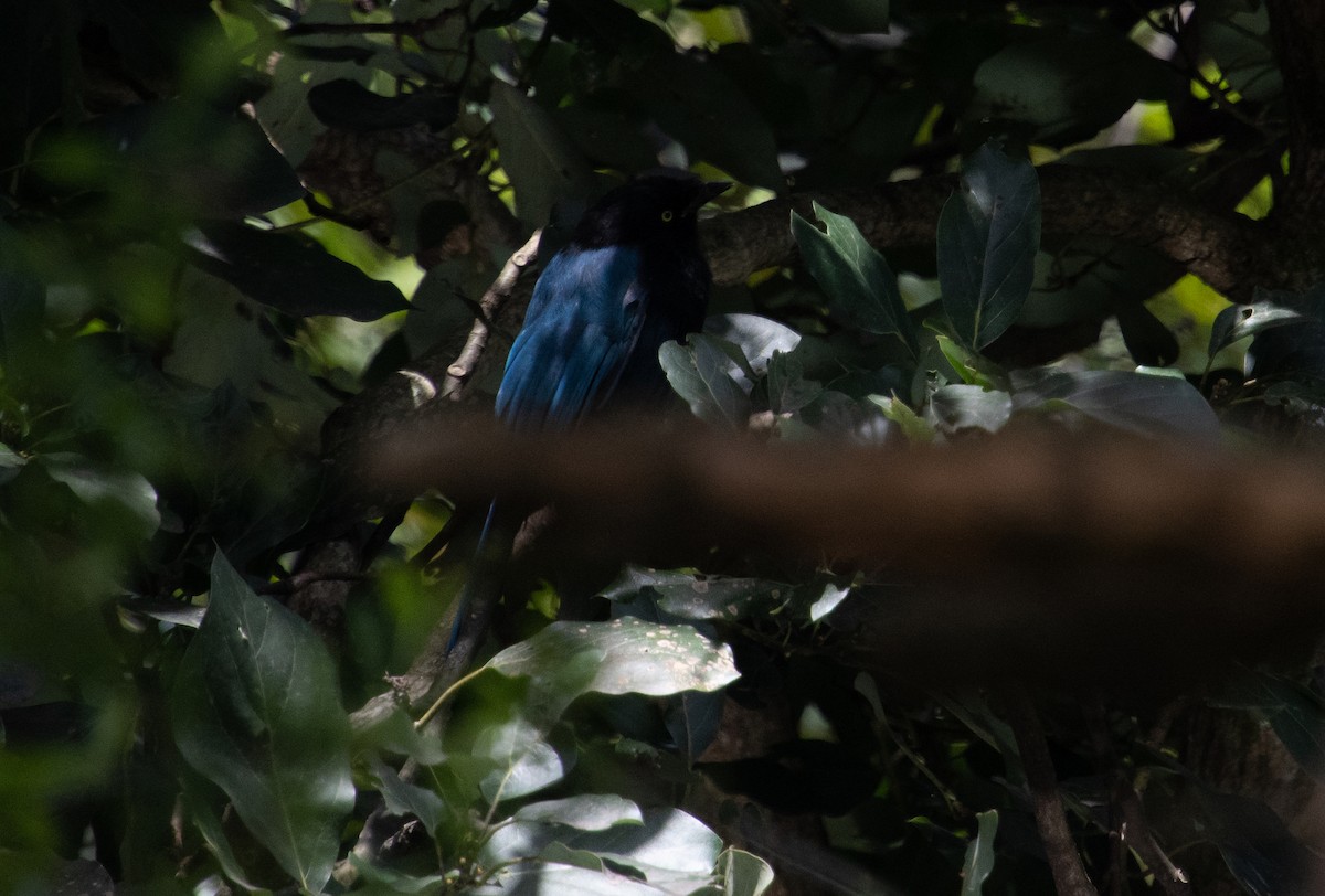 Bushy-crested Jay - ML634479496