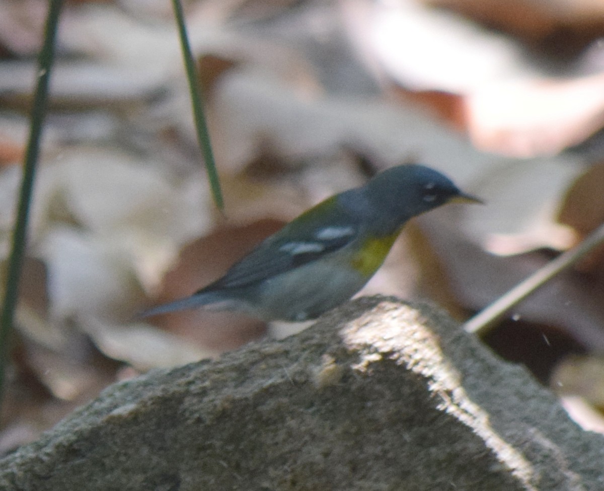 Kuzeyli Parula - ML634479545
