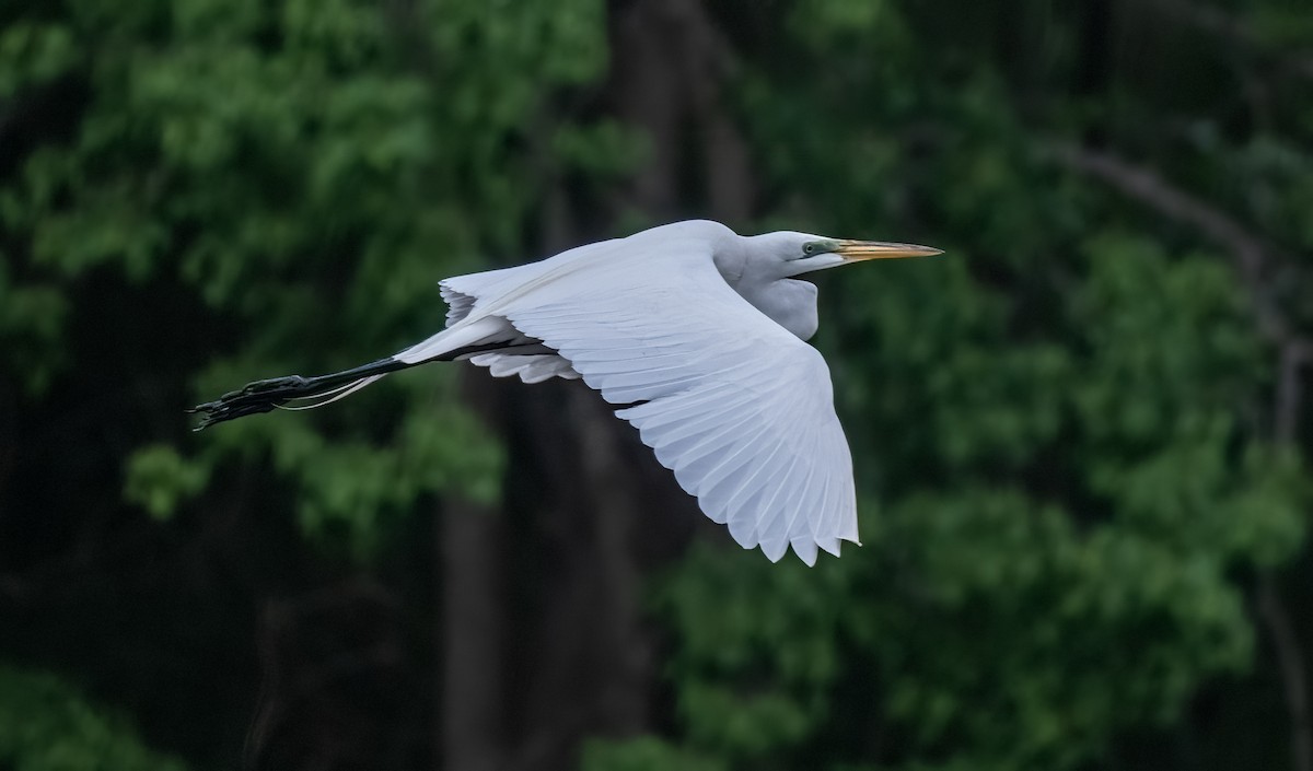 Great Egret - ML634479581