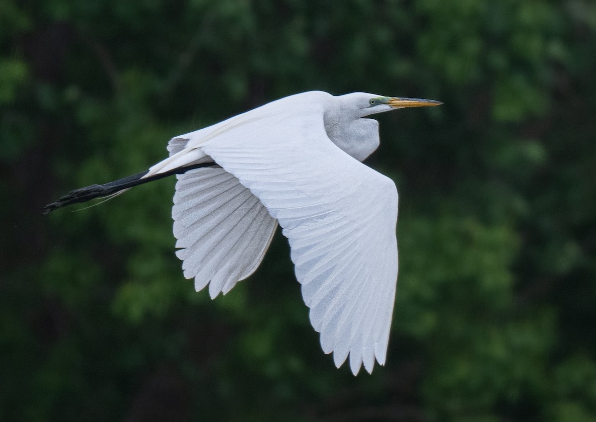 Great Egret - ML634479582